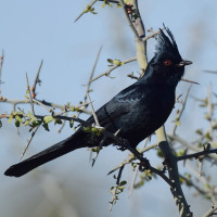 Phainopepla